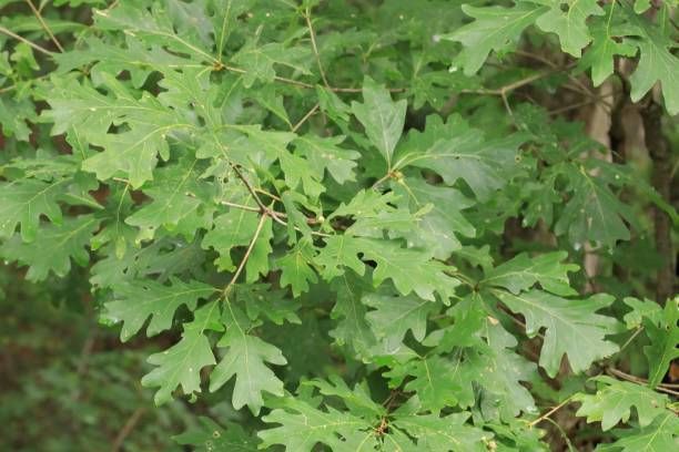 White Oak — Connellsville, PA — D & S Tree Service