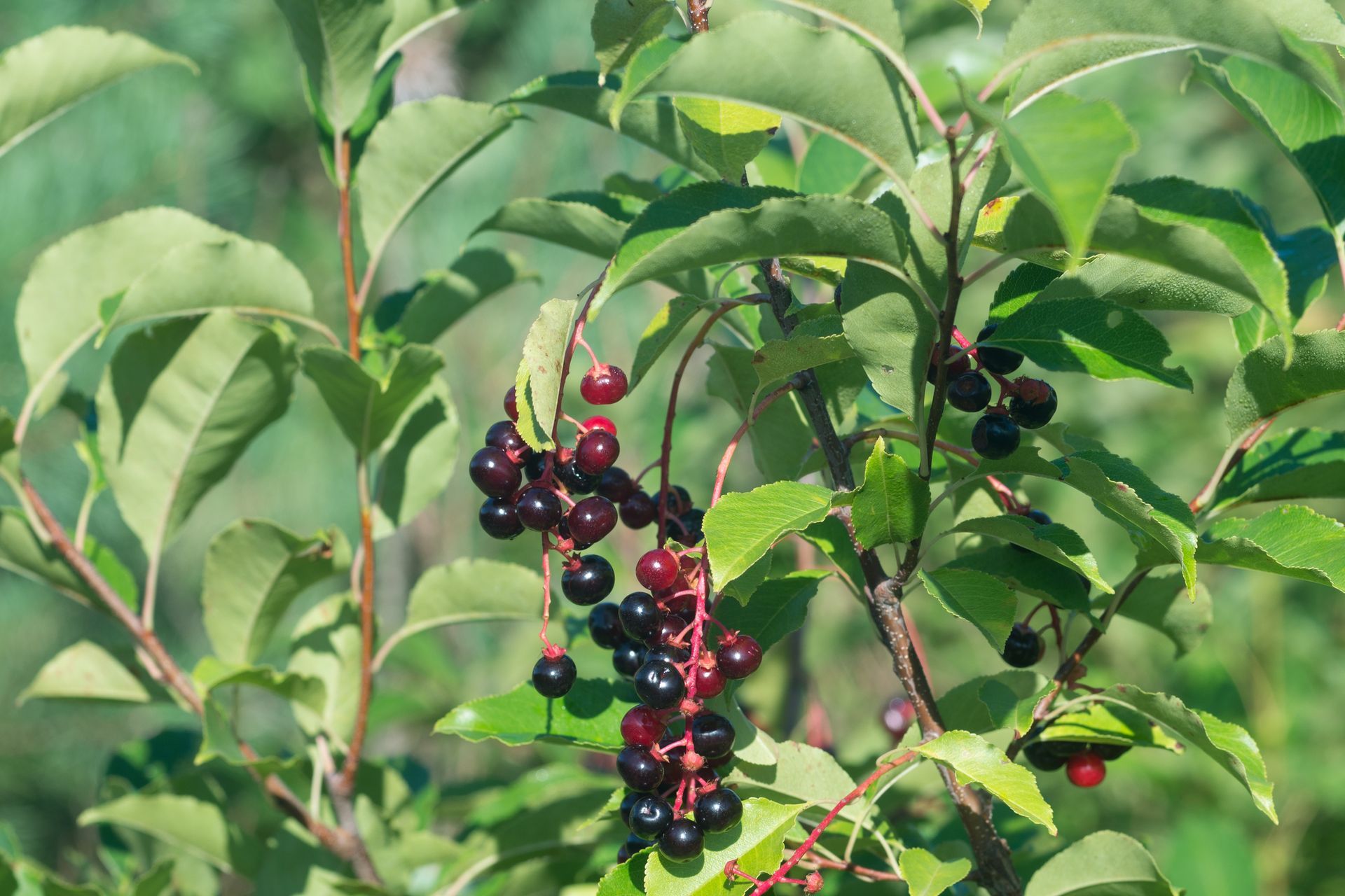 Black Cherry — Connellsville, PA — D & S Tree Service