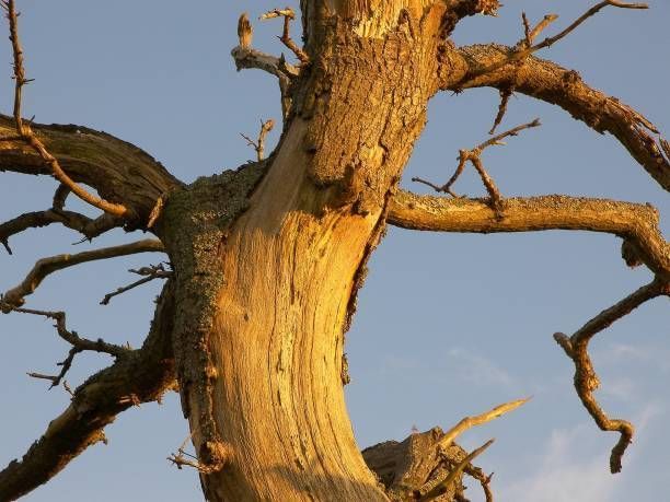 Stripped Bark — Connellsville, PA — D & S Tree Service