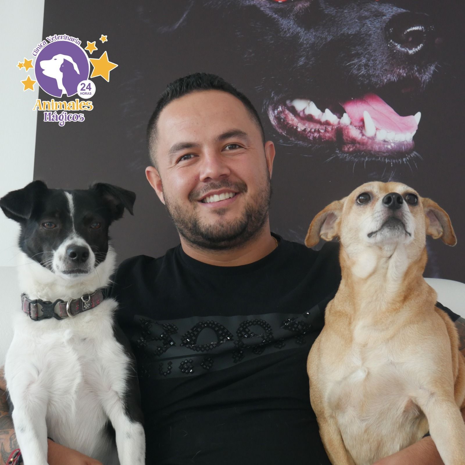 animales-magicos