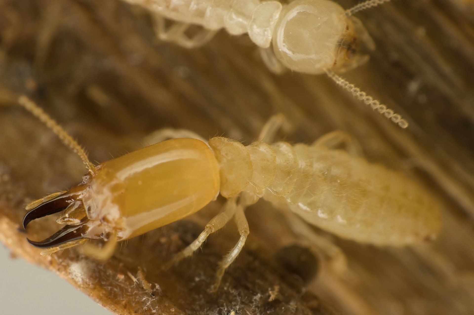 Termite — Carolina Beach, NC — Allied Pest Control Termite — Carolina Beach, NC — Allied Pest Control