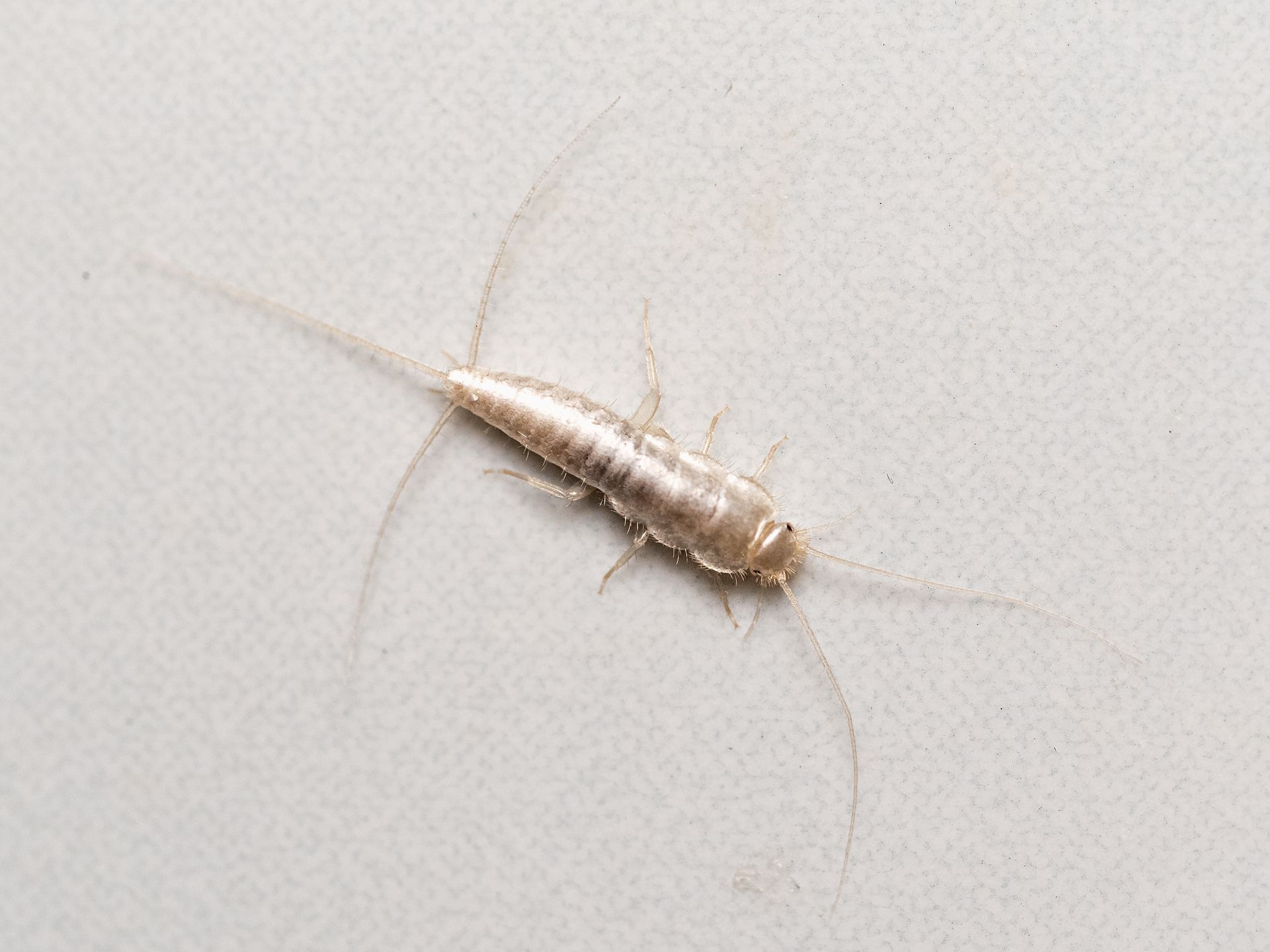 Comprehensive Pest Control Services Hampstead NC