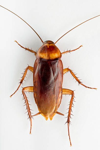 Comprehensive Pest Control Services Leland NC