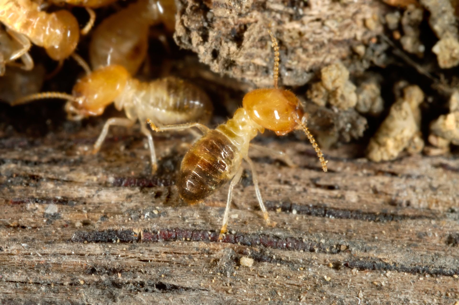 Termite Control For Wood Destroying Insects Hampstead NC