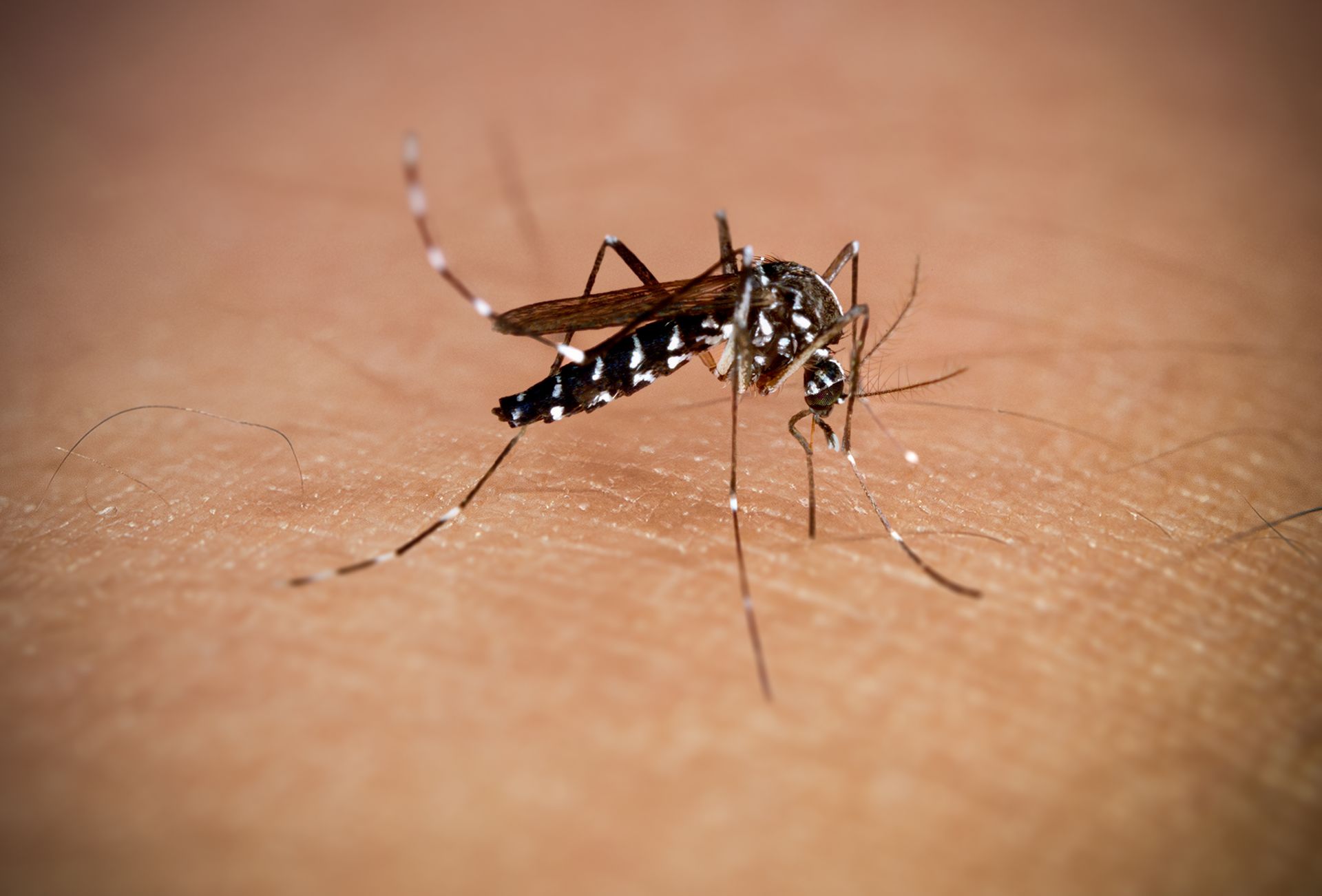 Targeted Mosquito Control Wilmington NC Targeted Mosquito Control Wilmington NC