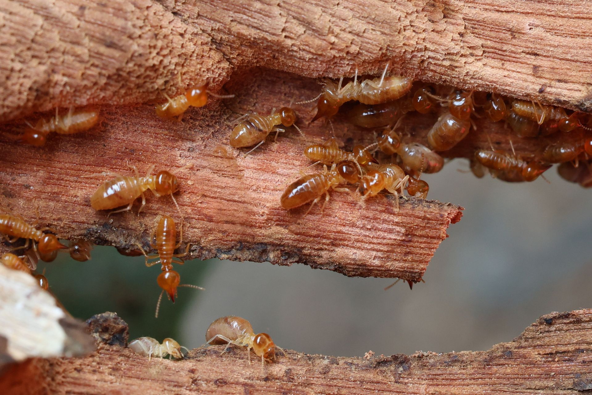 Wood Destroying Insects Wilmington NC