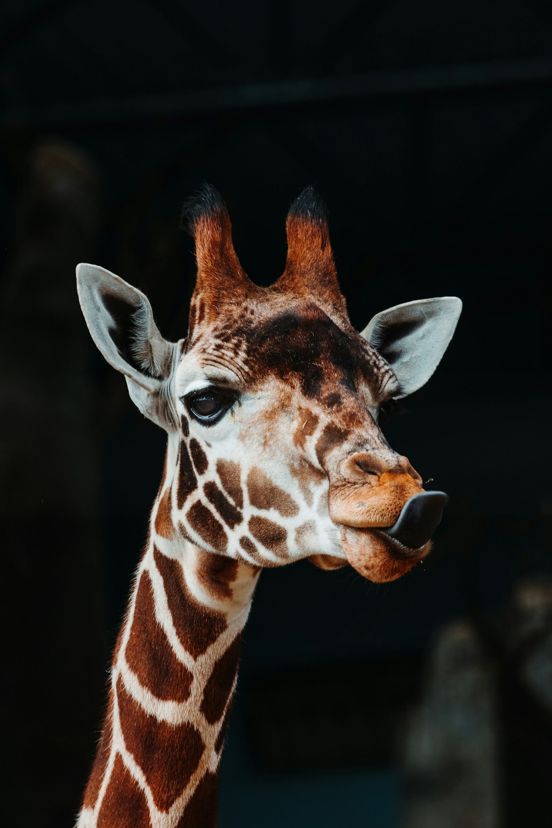 Close-up of a giraffe with brown patches and white ears against a dark background