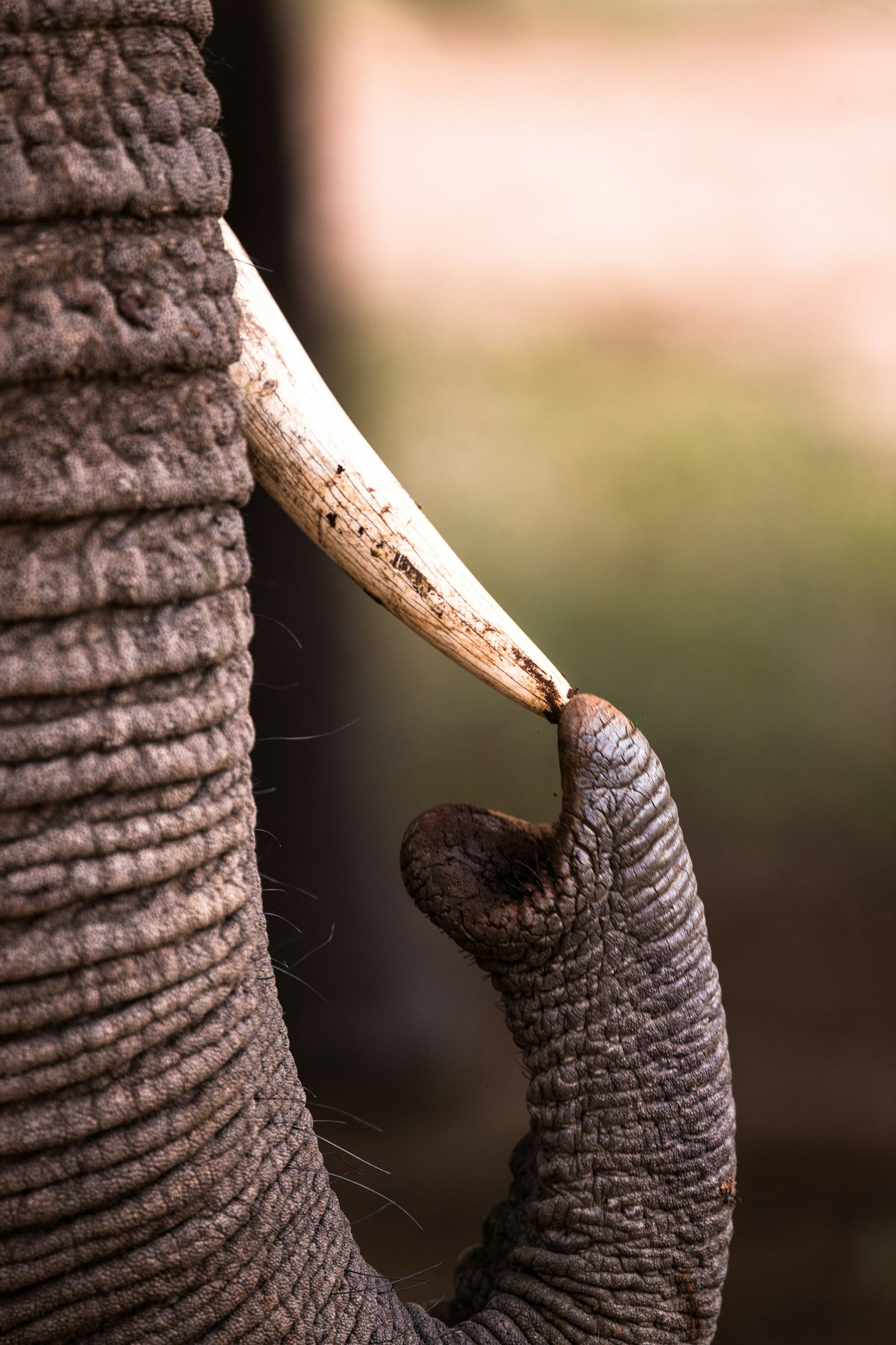 Close-up of an elephant’s trunk and tusk against a blurred background