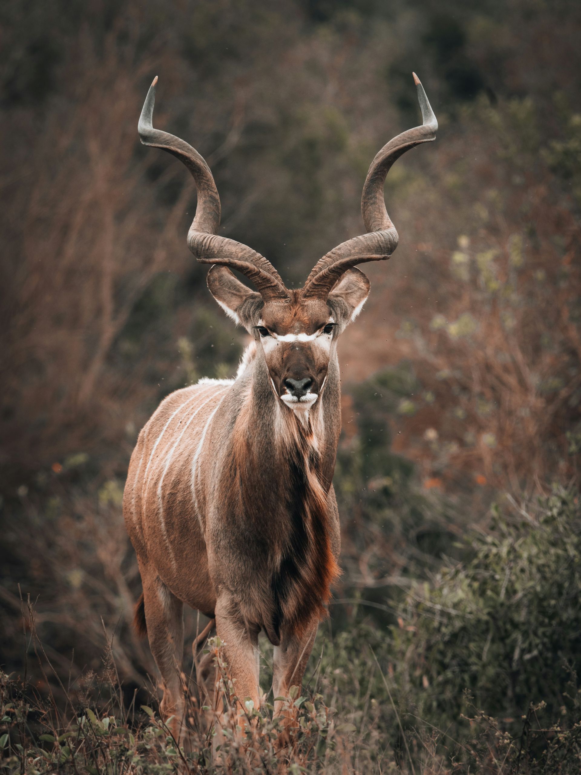 A large antelope with long spiral horns stands in brushy woodland.