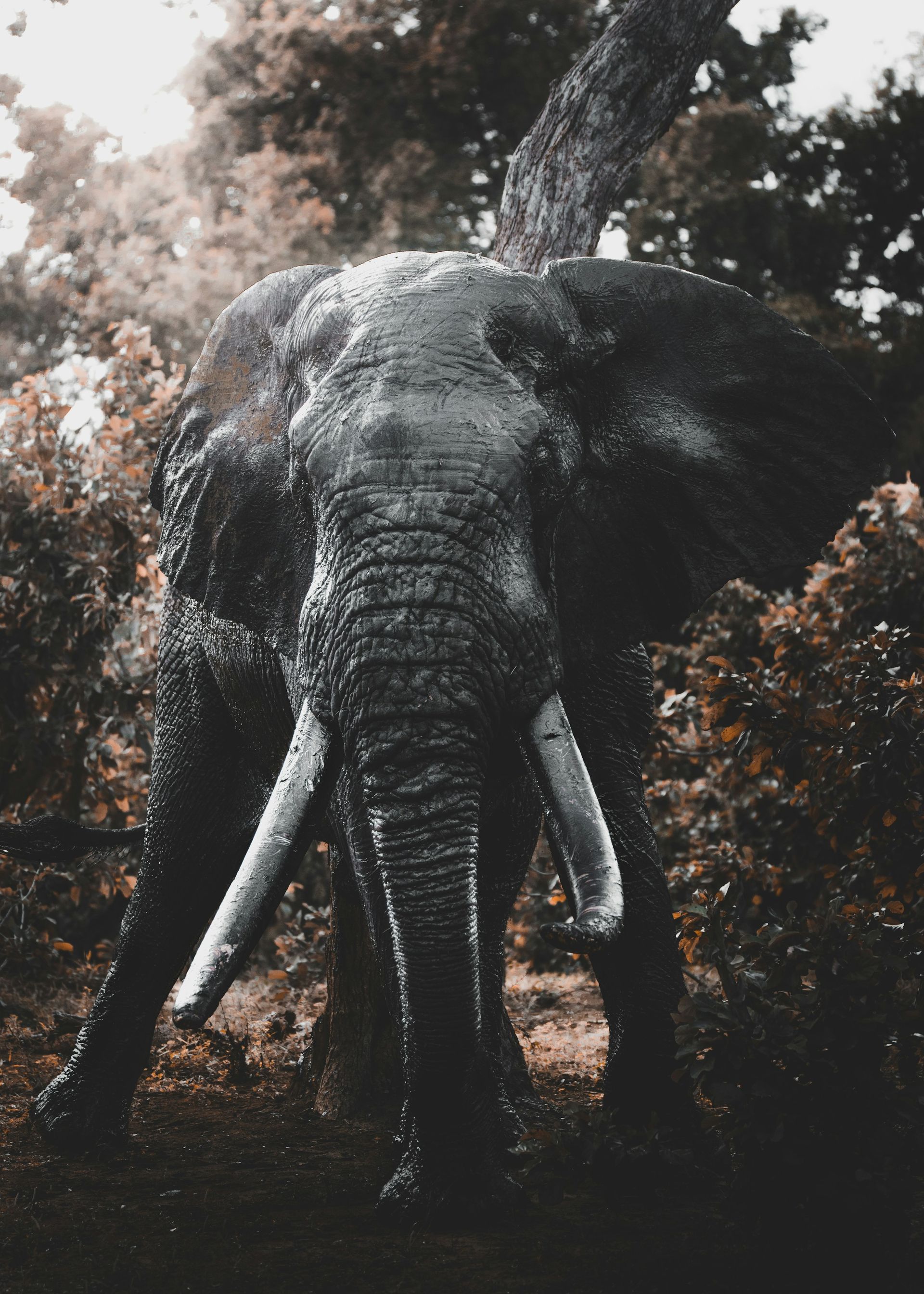 Elephant standing in a forest, framed by trees and soft light, with long tusks visible.