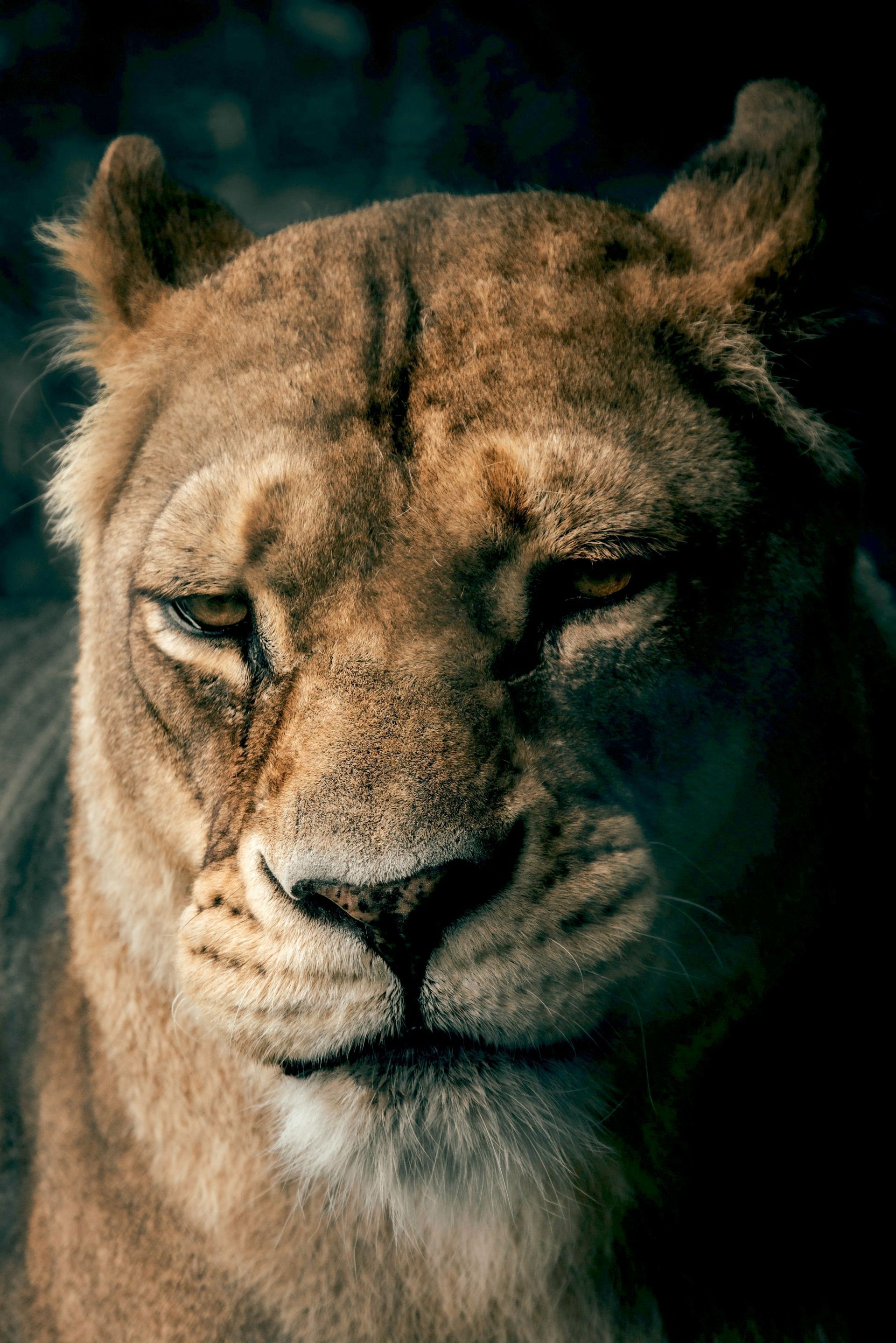 Close-up of a lioness with a calm expression in dim lighting