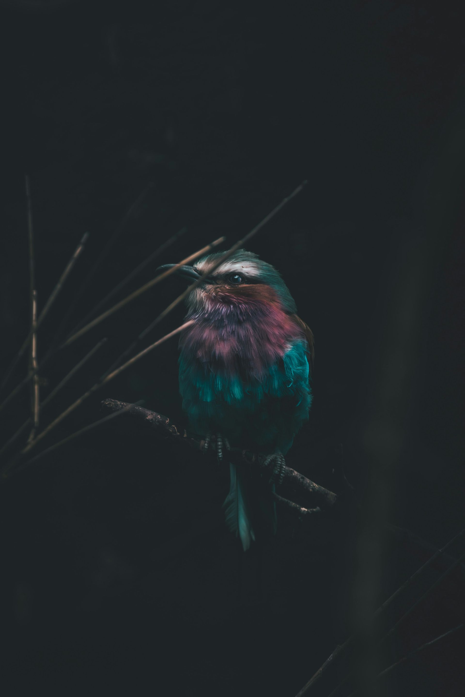 Colorful bird perched on a thin branch in a dark, moody background