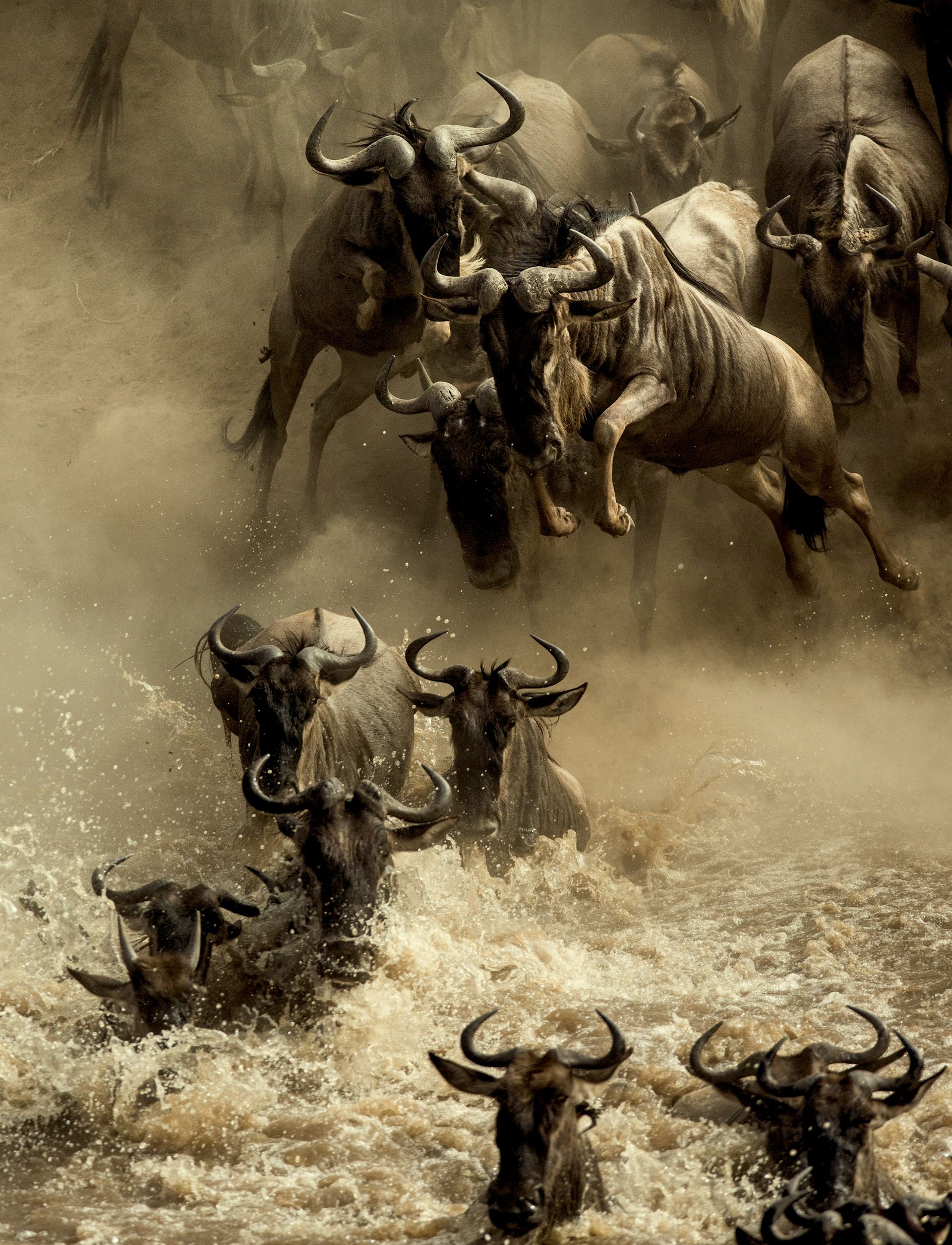 Wildebeests charging through muddy water, splashing as dust clouds rise behind them