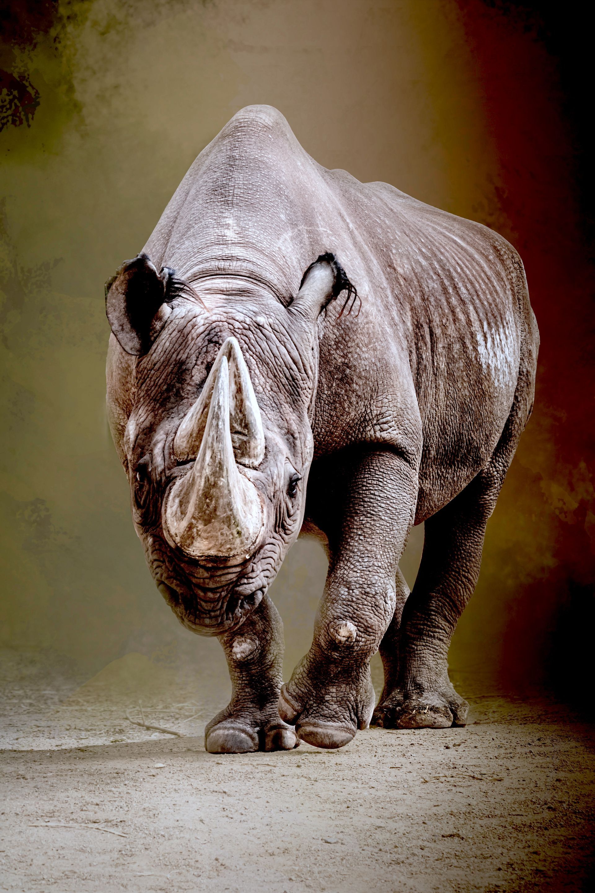 A rhinoceros walking toward the camera on a dusty path, with a dark blurred background.