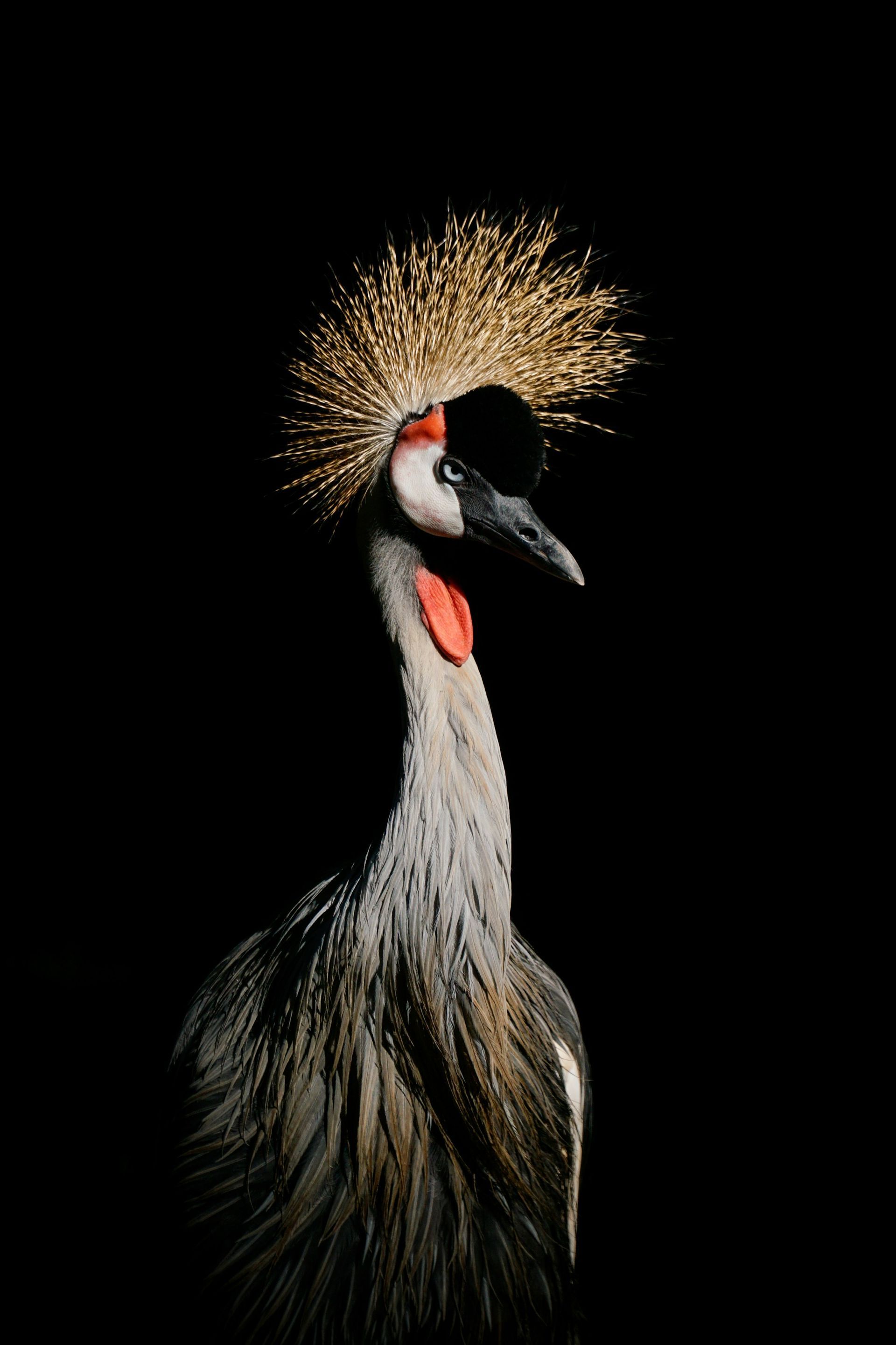 Crowned crane with golden crest and red throat against a black background