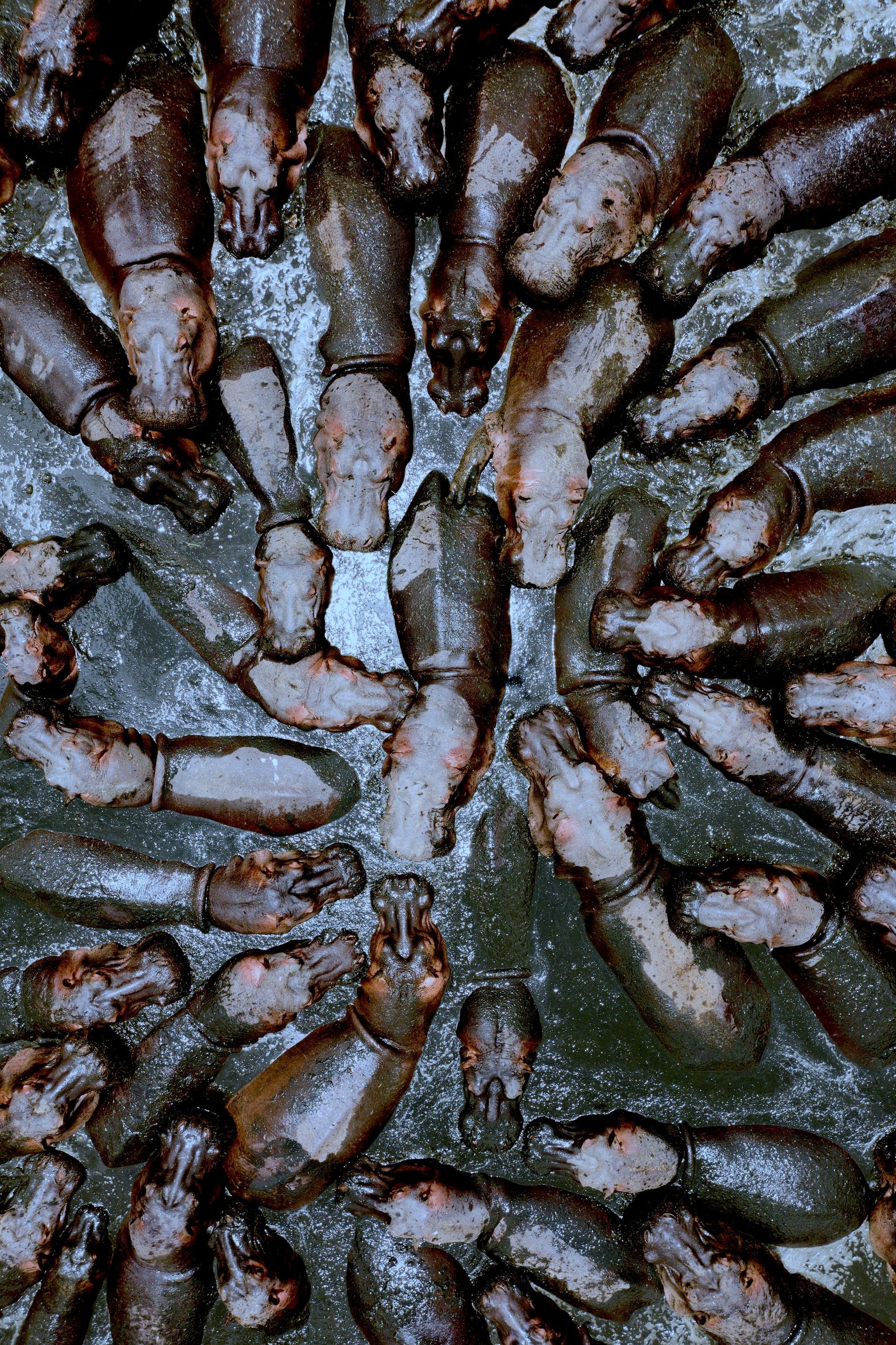 Dark brown and white segmented shells clustered tightly in a spiral pattern on a rough surface.