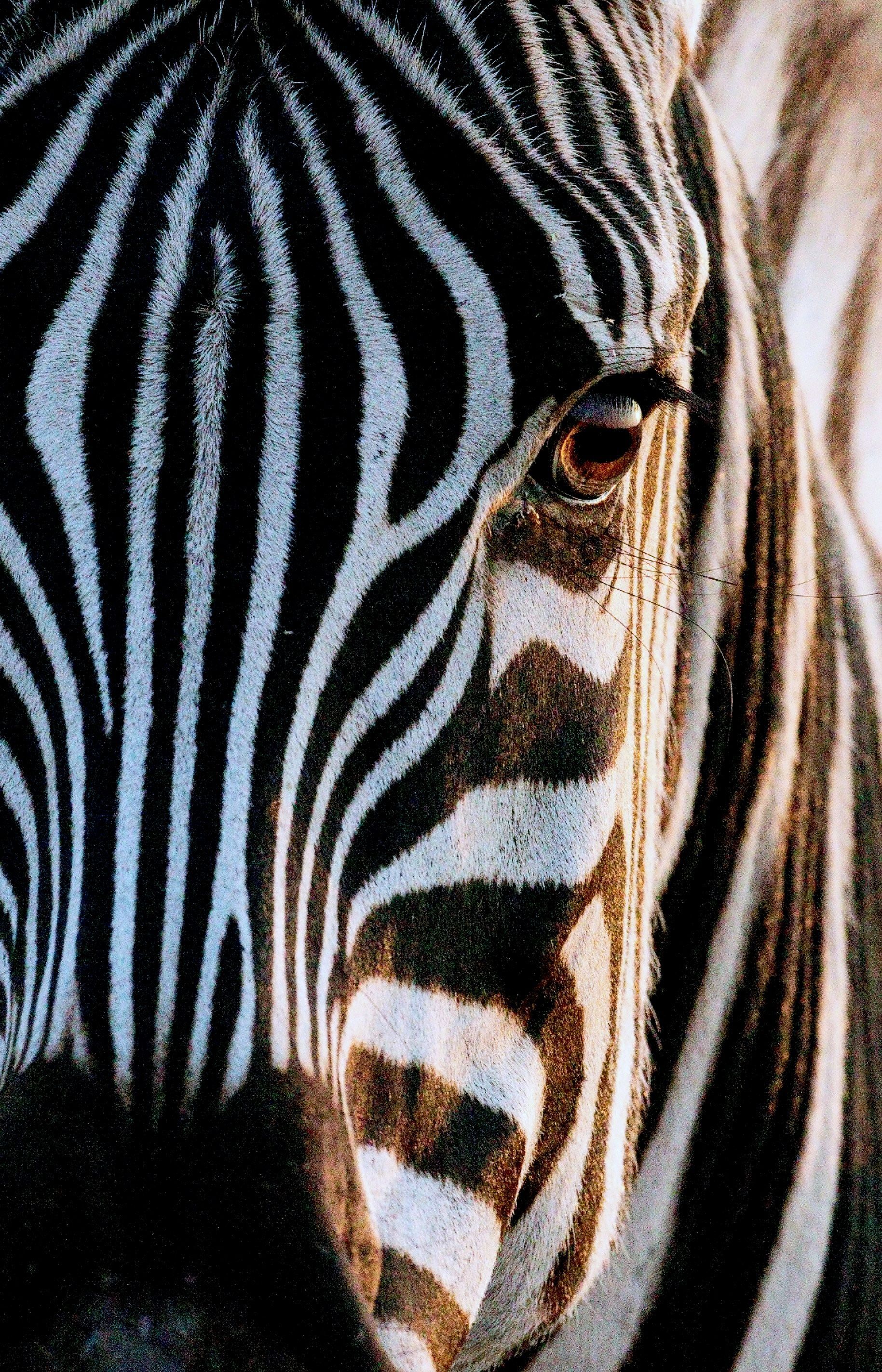 Close-up of a zebra’s black-and-white striped face and eye