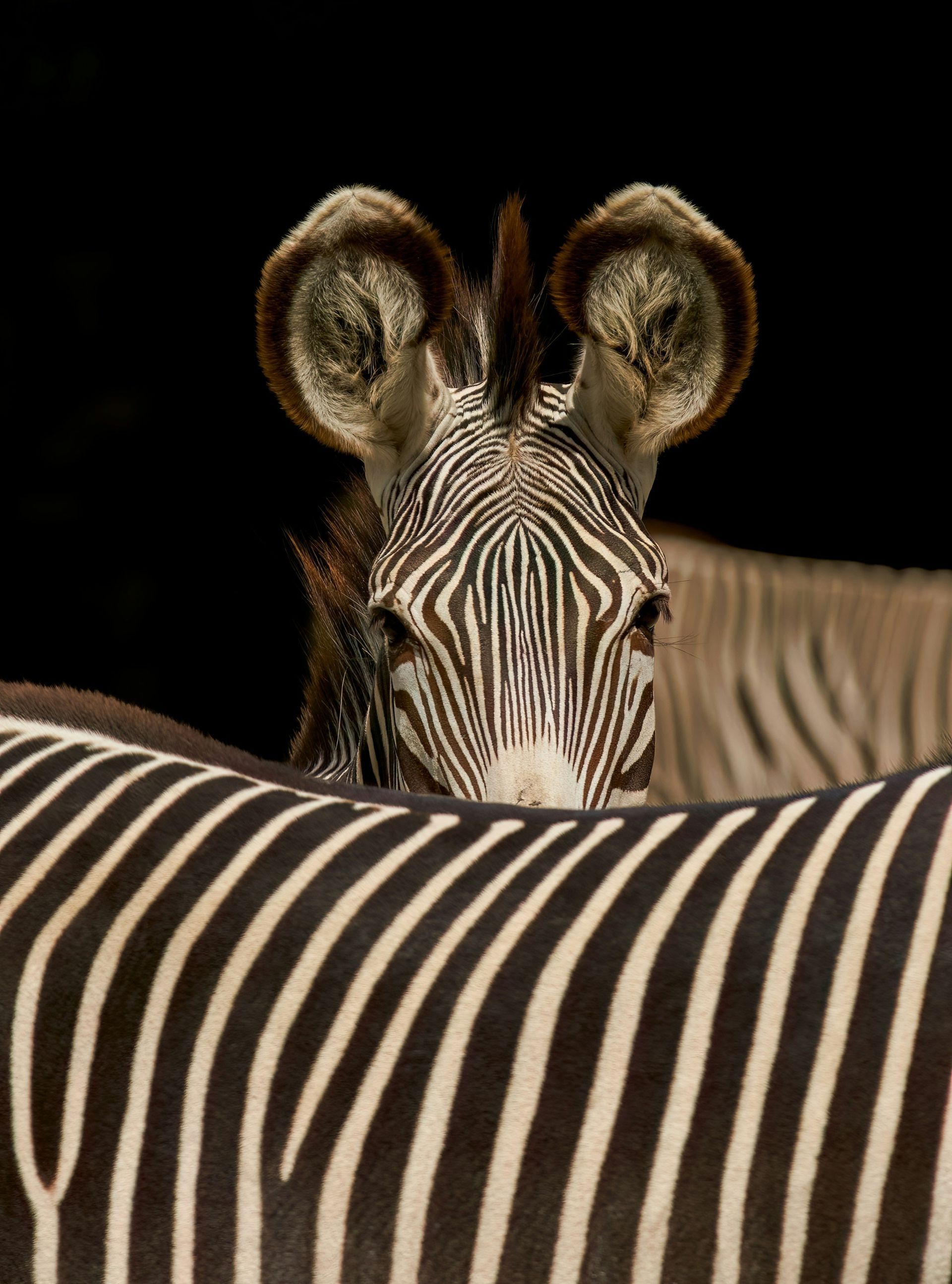 Zebra peering over another zebra’s striped back against a black background