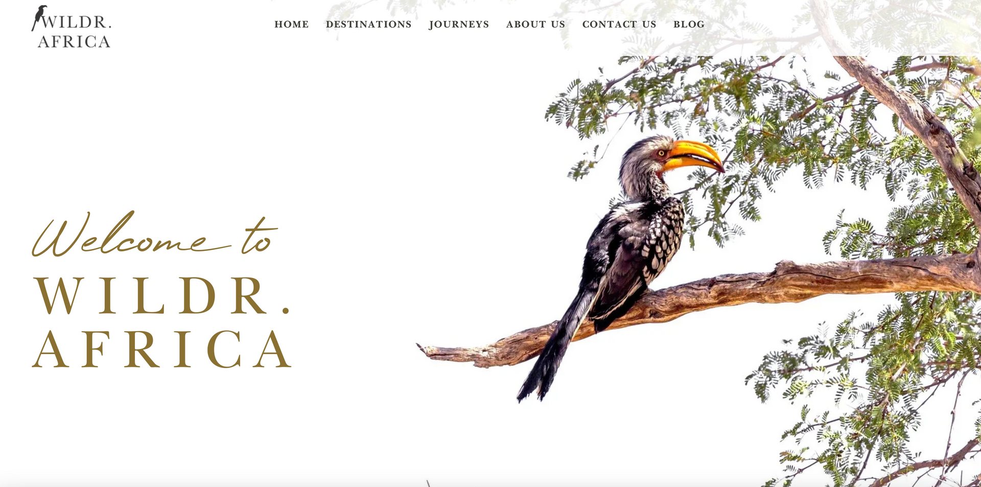 Wild Africa website homepage with a hornbill perched on a tree branch and logo text on white background