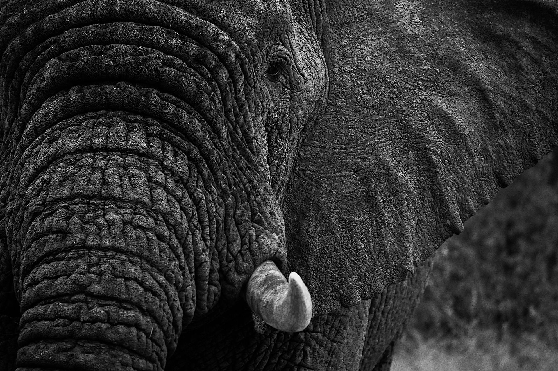 Close-up of an elephant’s wrinkled face and trunk in black and white