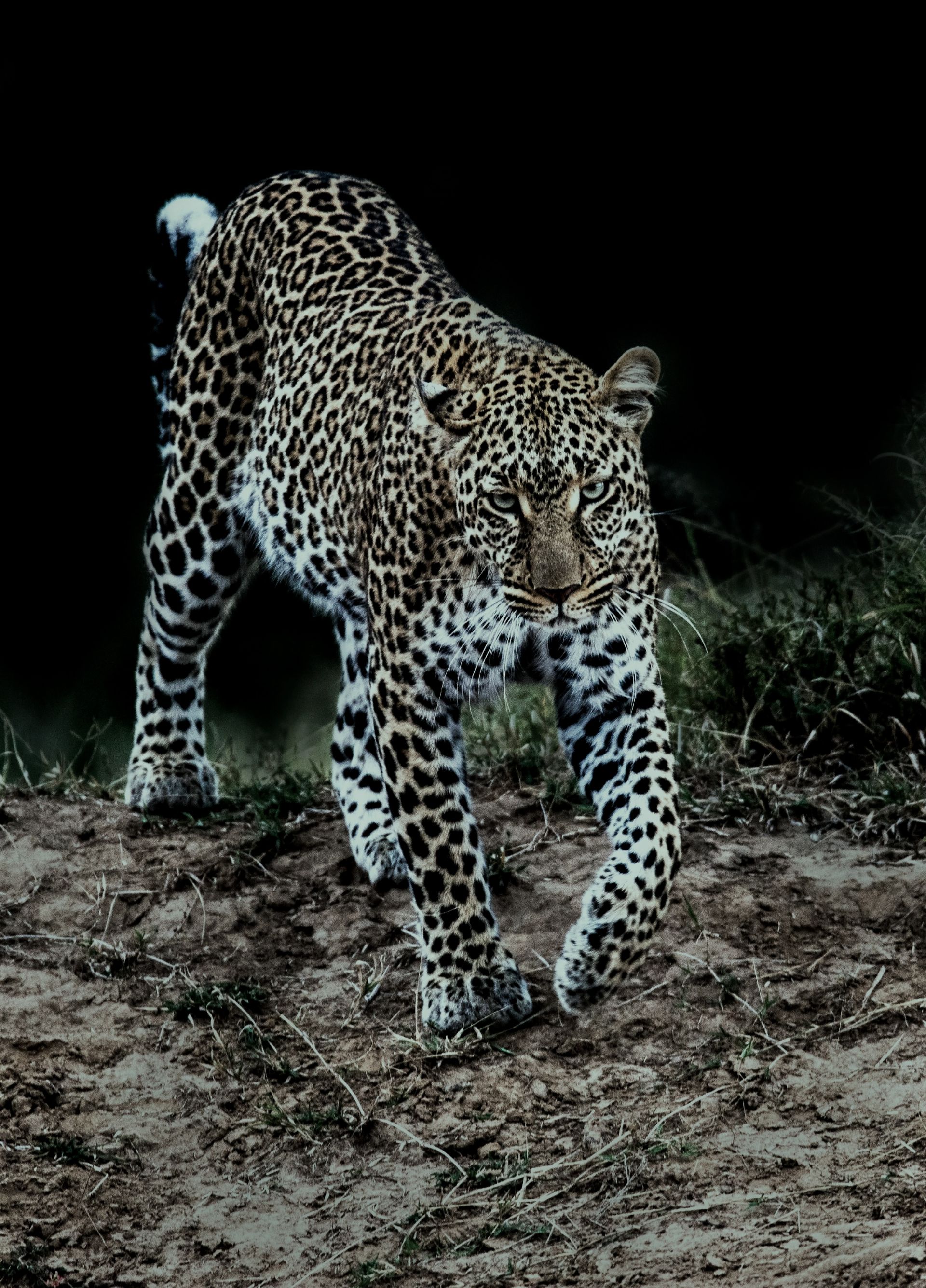 Leopard walking toward the camera on a dirt path at night