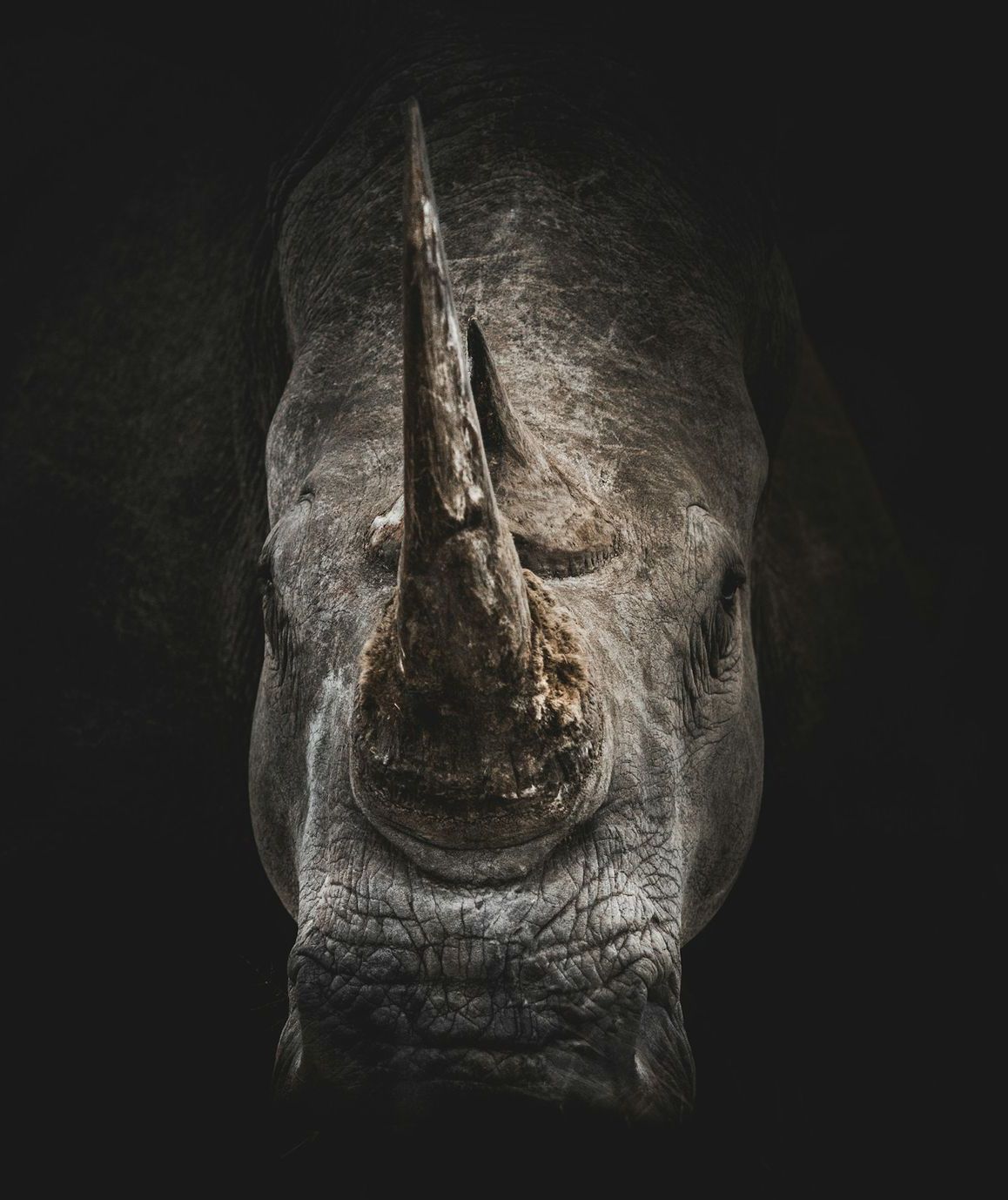 Close-up of a rhinoceros head emerging from darkness, with a prominent central horn.