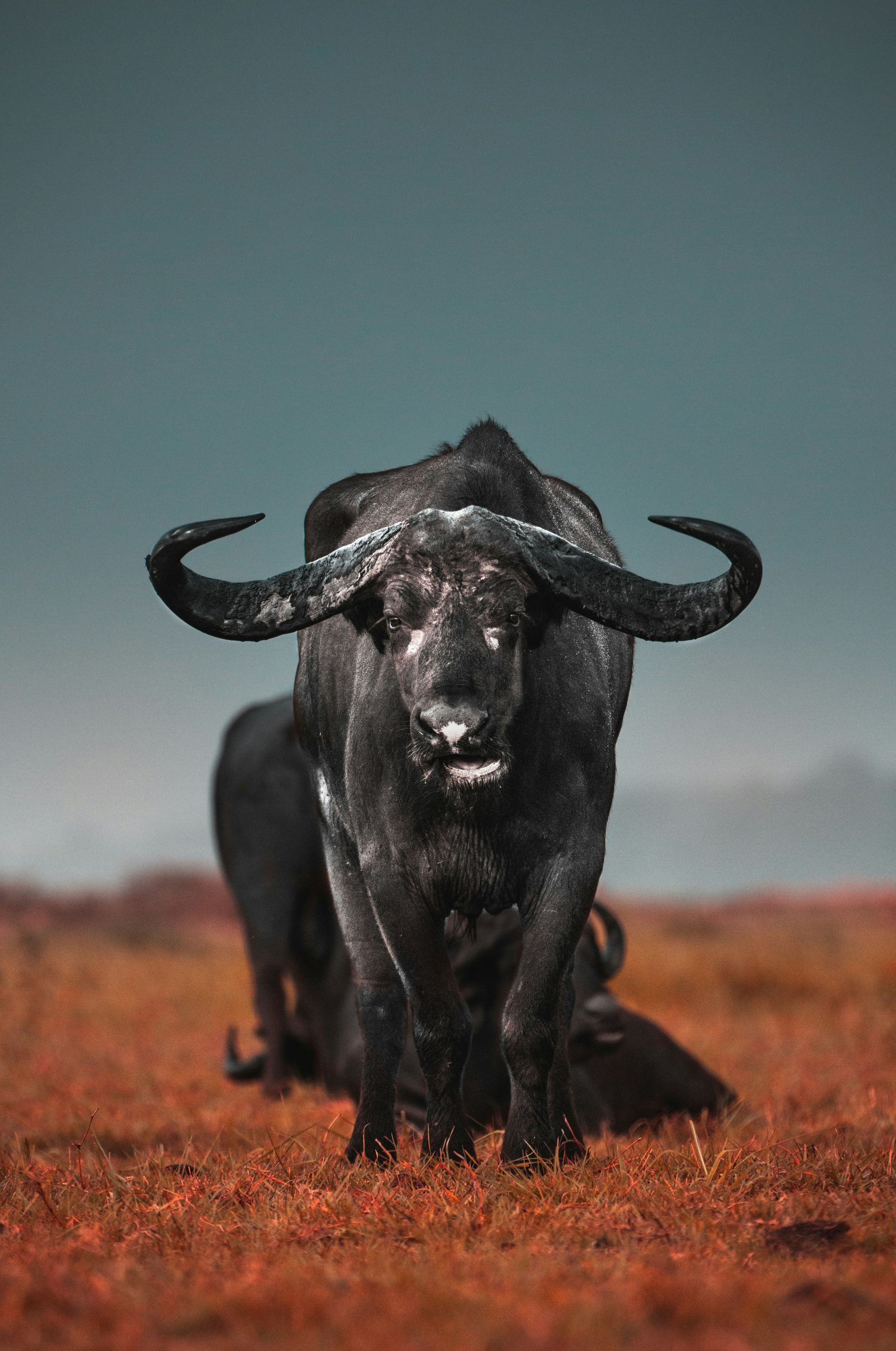Black buffalo standing in a reddish field under a gray sky, facing forward