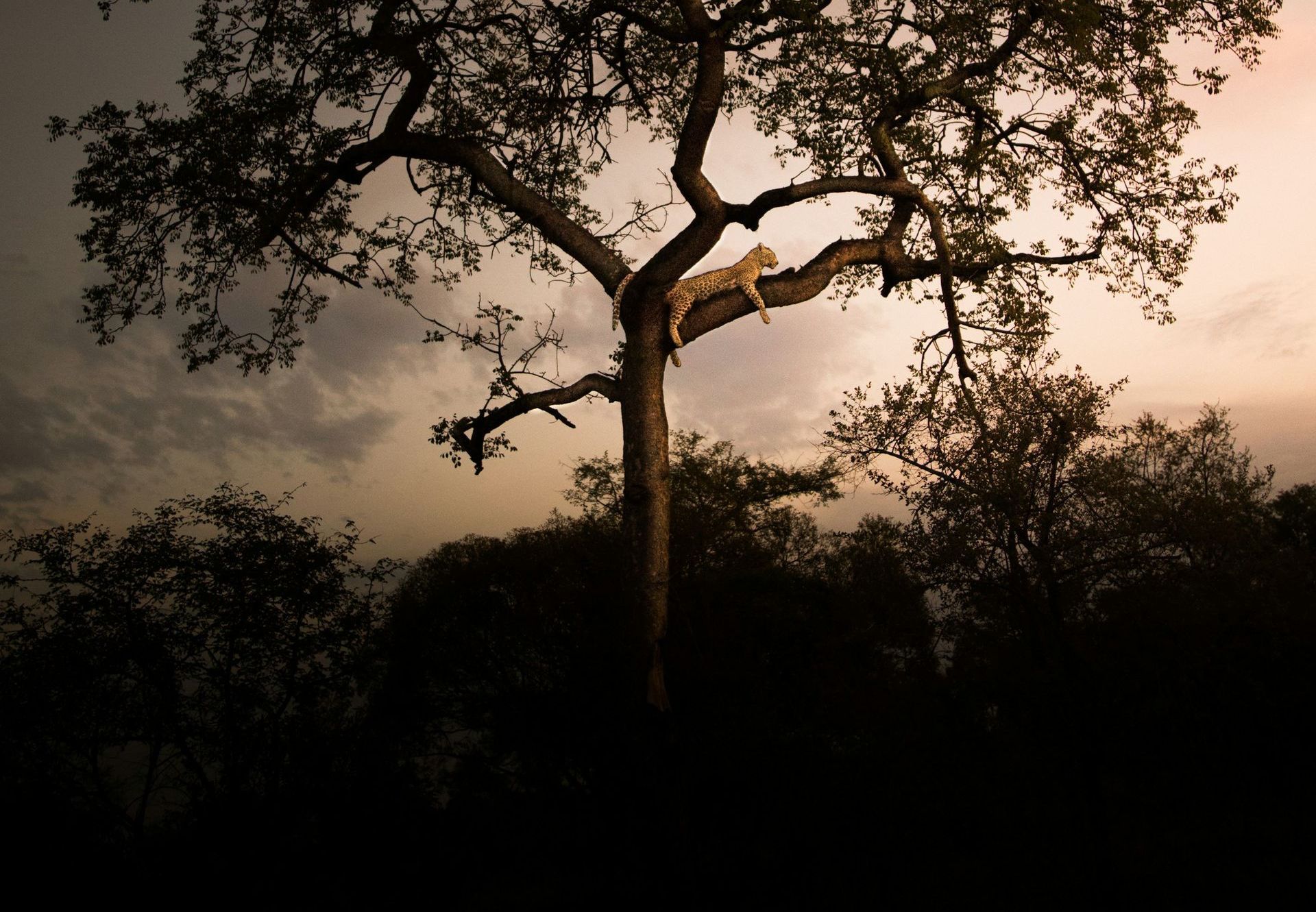 Silhouetted tree at sunset with glowing sky and dark foliage