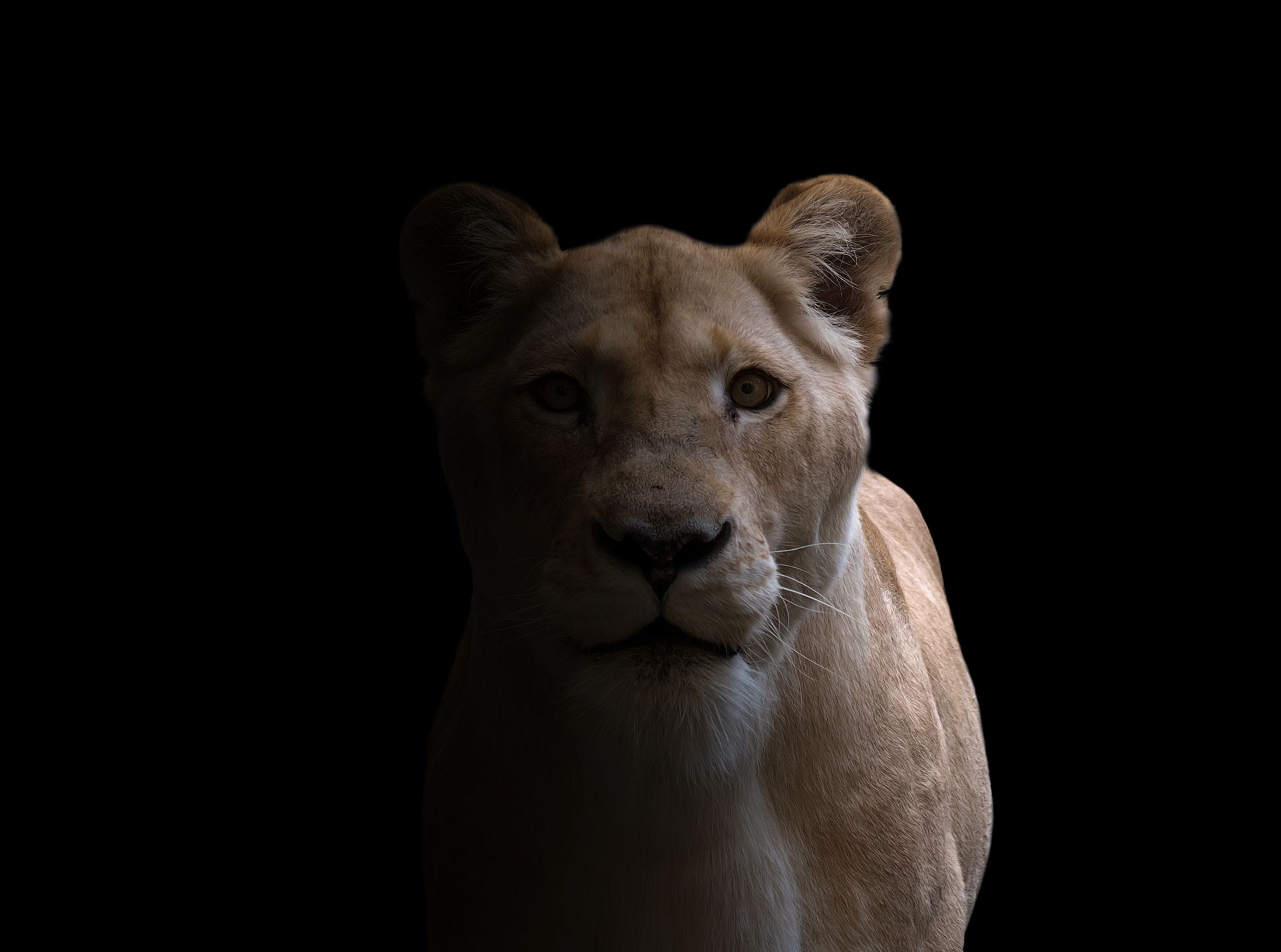 Lioness facing forward in dim light against a black background