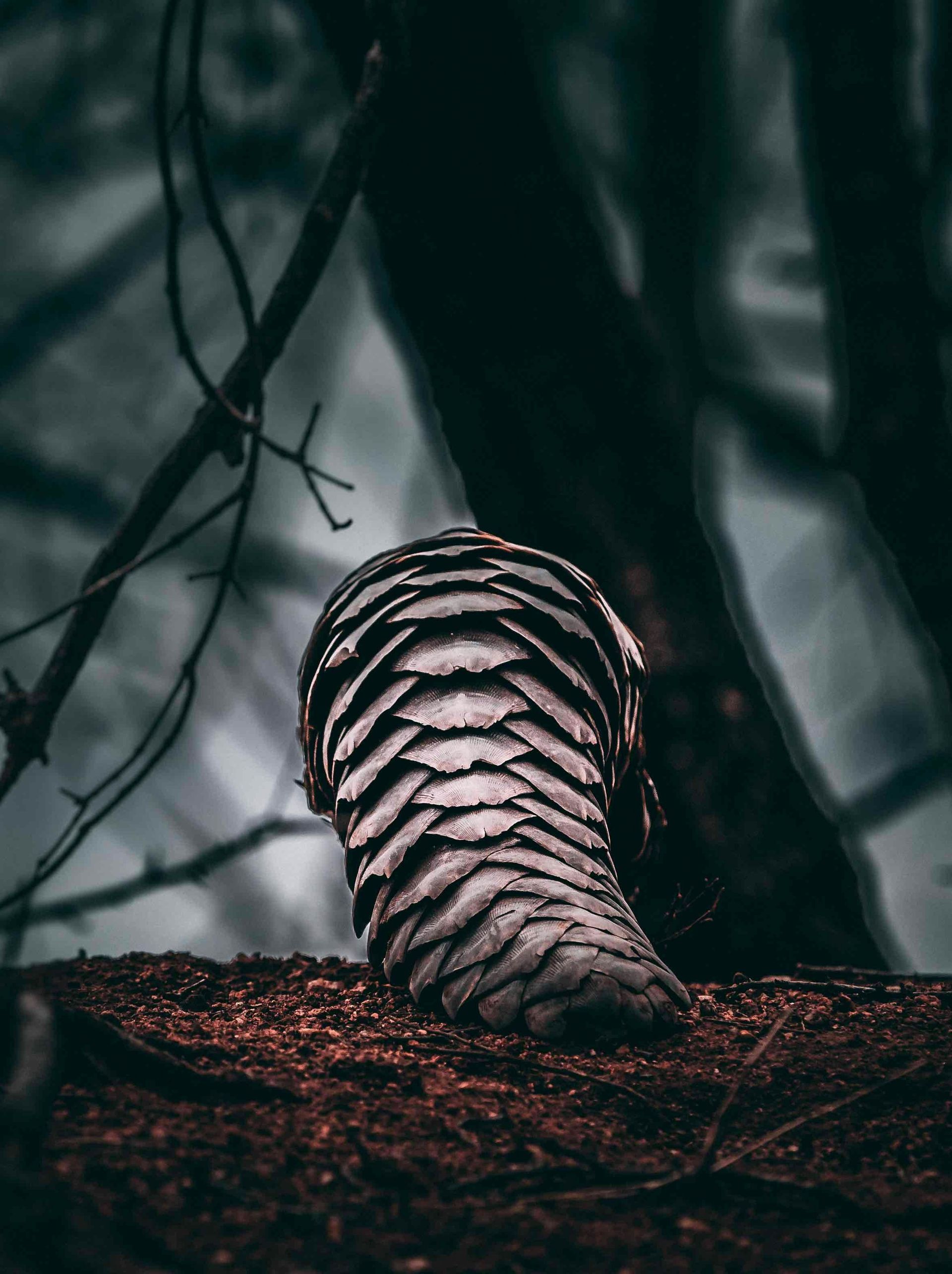 Close-up of a striped mushroom-like object on dark forest floor with blurred branches in the background