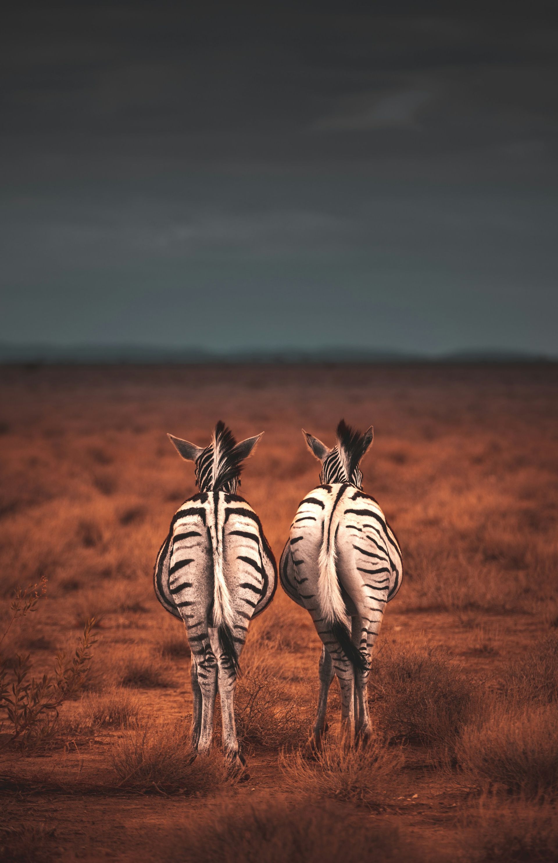 Two zebras standing in a red grassland under a dark sky