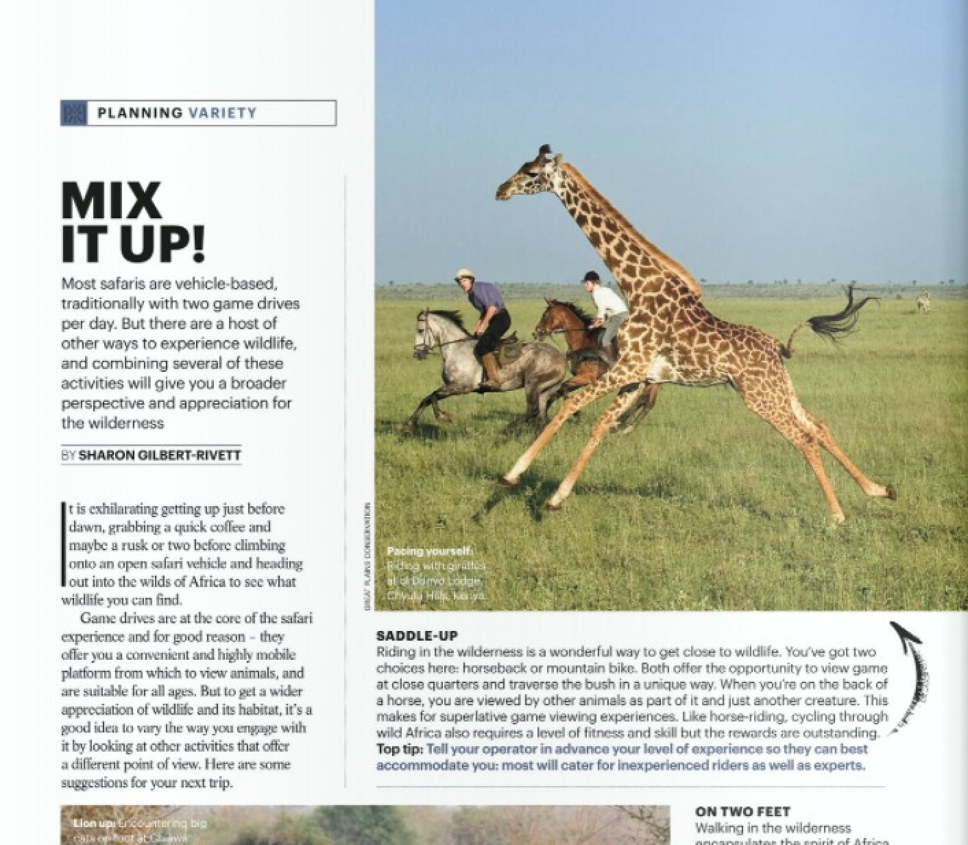 Giraffes and zebras running across a grassy savanna beside a magazine article page