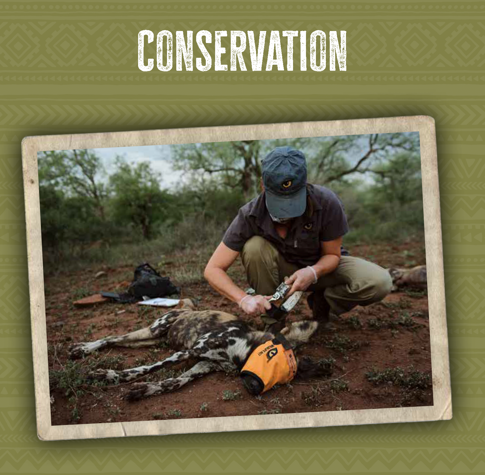 Conservation worker kneels beside a dead animal in a dry field, examining remains near a helmet