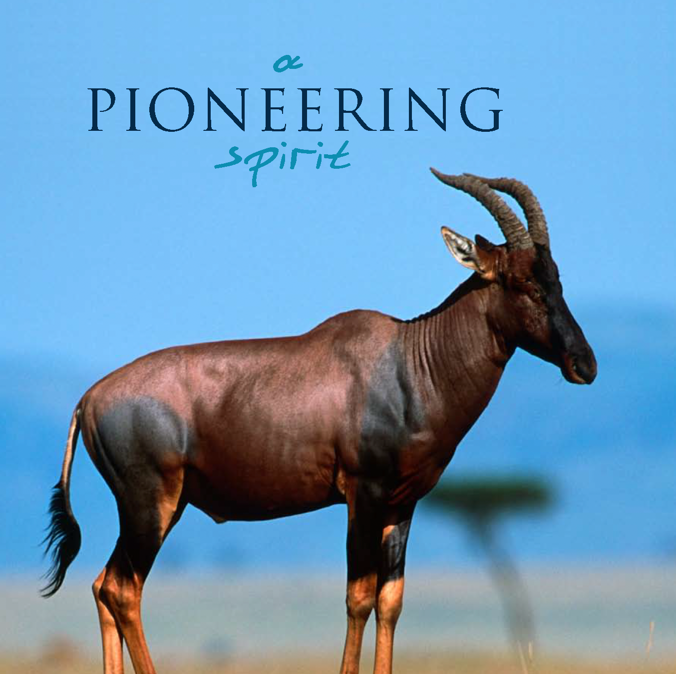 Brown antelope standing in a grassy field under the words “PIONEERING spirit”