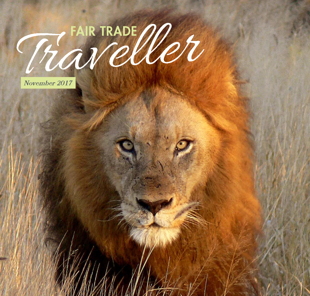 Cover of Fair Trade Traveller featuring a lion in tall grass.