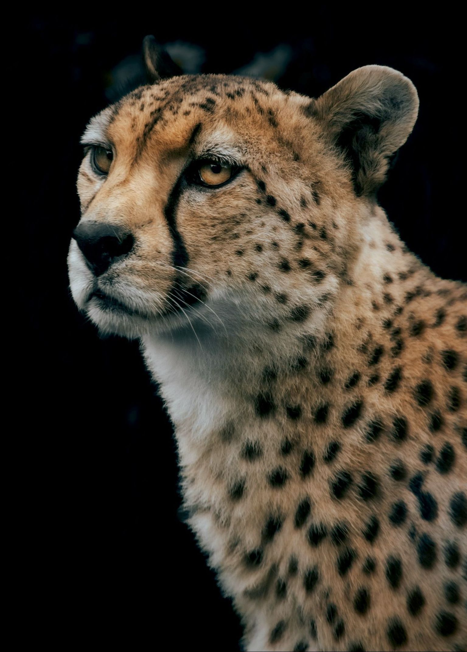 Close-up of a cheetah against a black background, looking left.