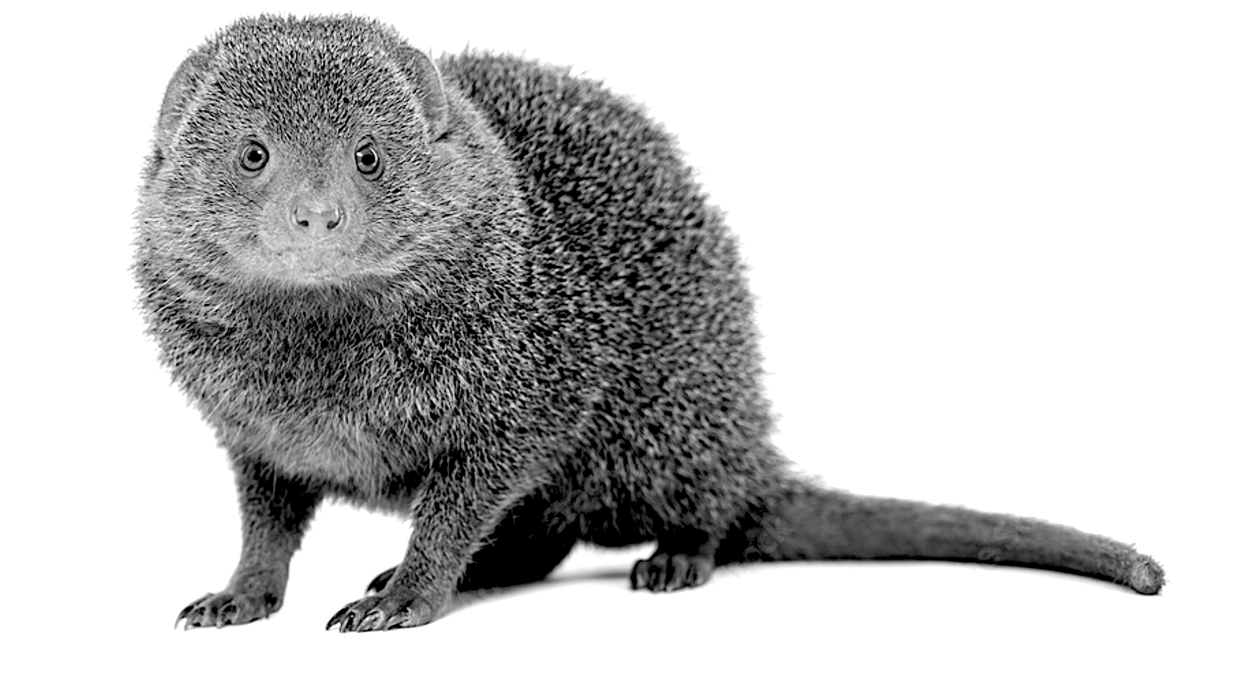 Small gray, rodent-like animal with a long tail standing on a white background