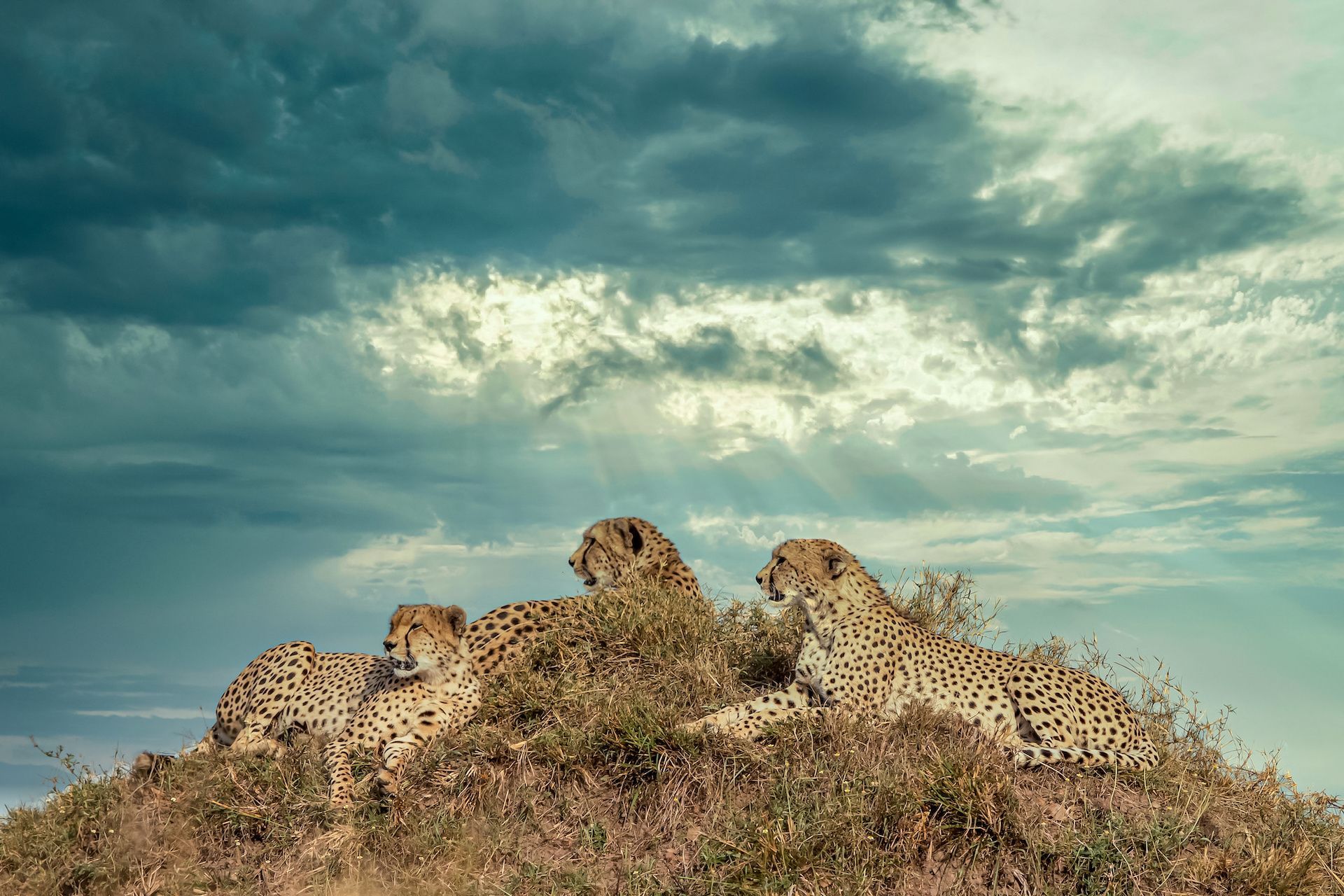 A group of cheetahs resting on a mound under a cloudy sky.