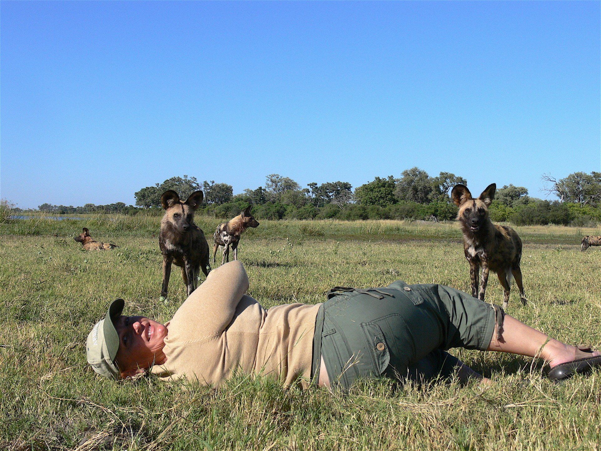 Person lying in a grassy field while several dogs stand nearby under a clear blue sky