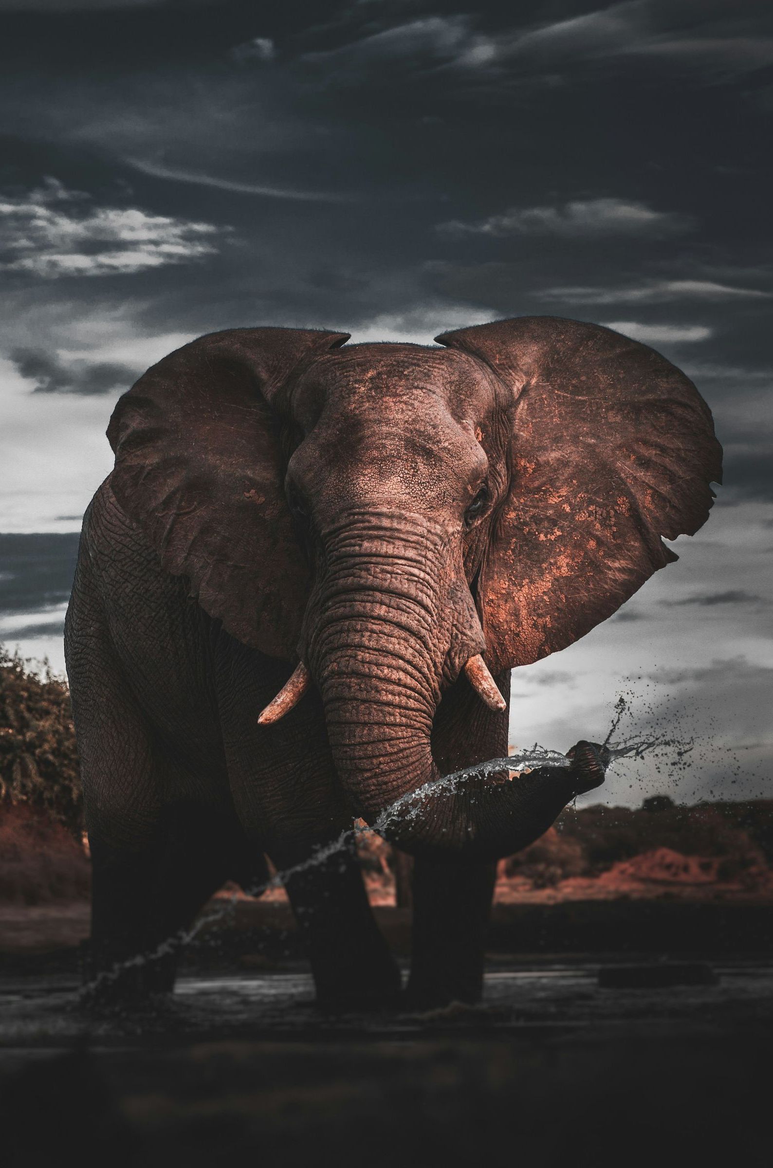 Elephant standing in shallow water under a dark, cloudy sky at dusk