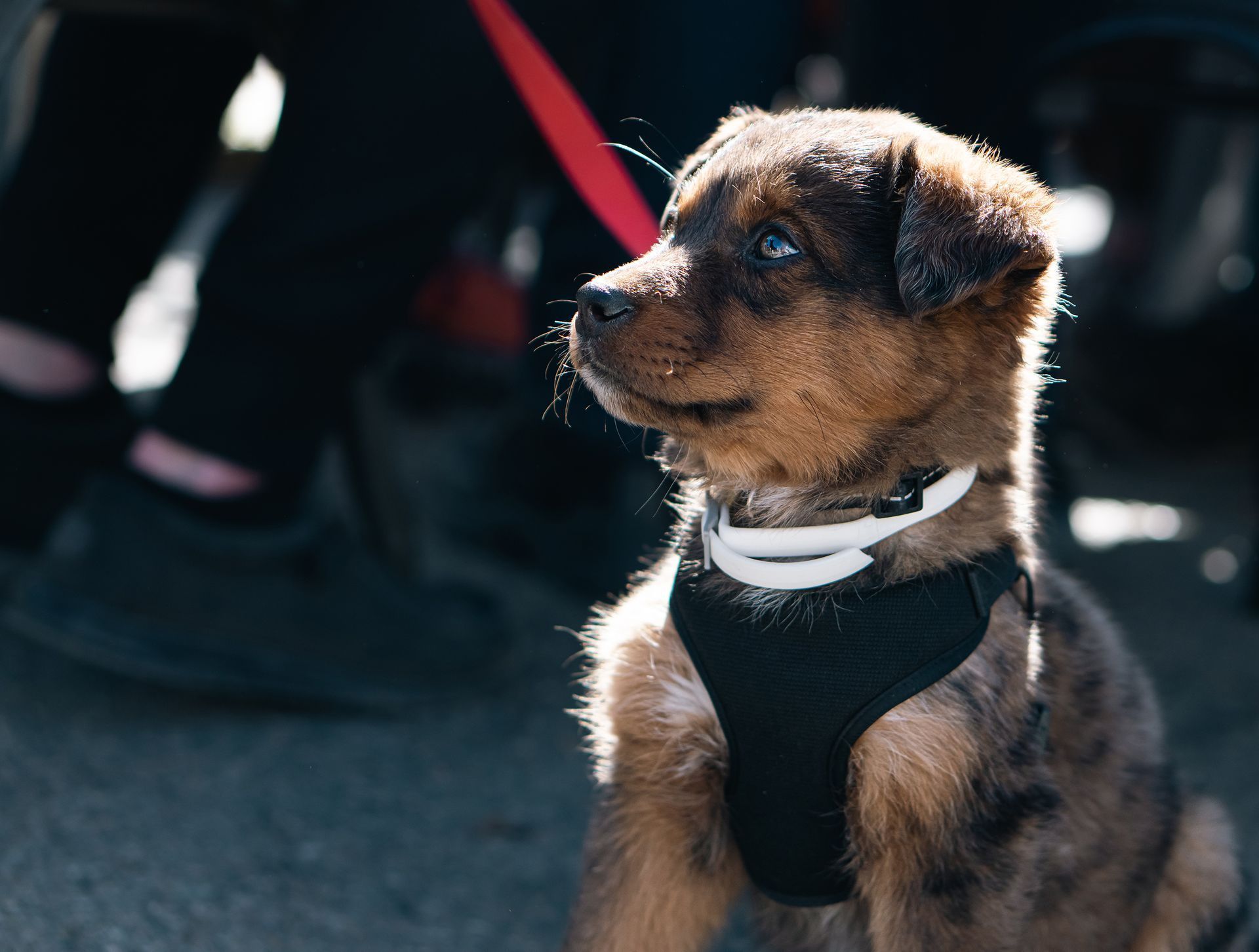 Small brown-and-black dog in a harness, sitting on a sidewalk with a red leash attached.