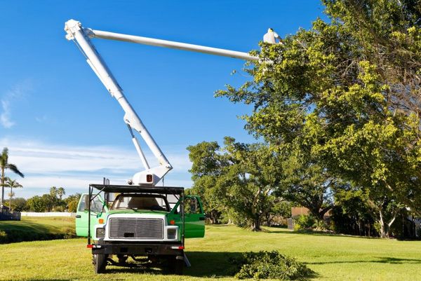 An image of Tree Service in Ashland, VA