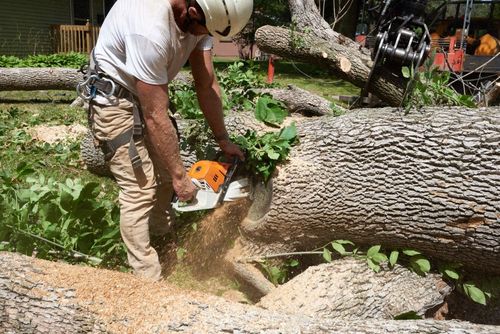 An image of Tree Service in Ashland, VA