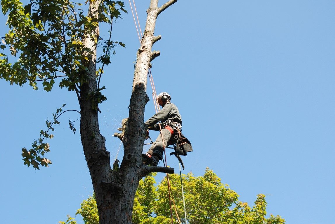 An image of Tree Service in Ashland, VA