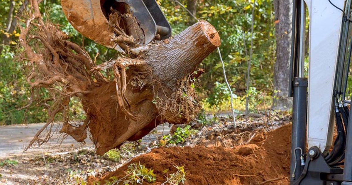 Excavator lifting a large tree root ball with soil attached on a wooded roadside