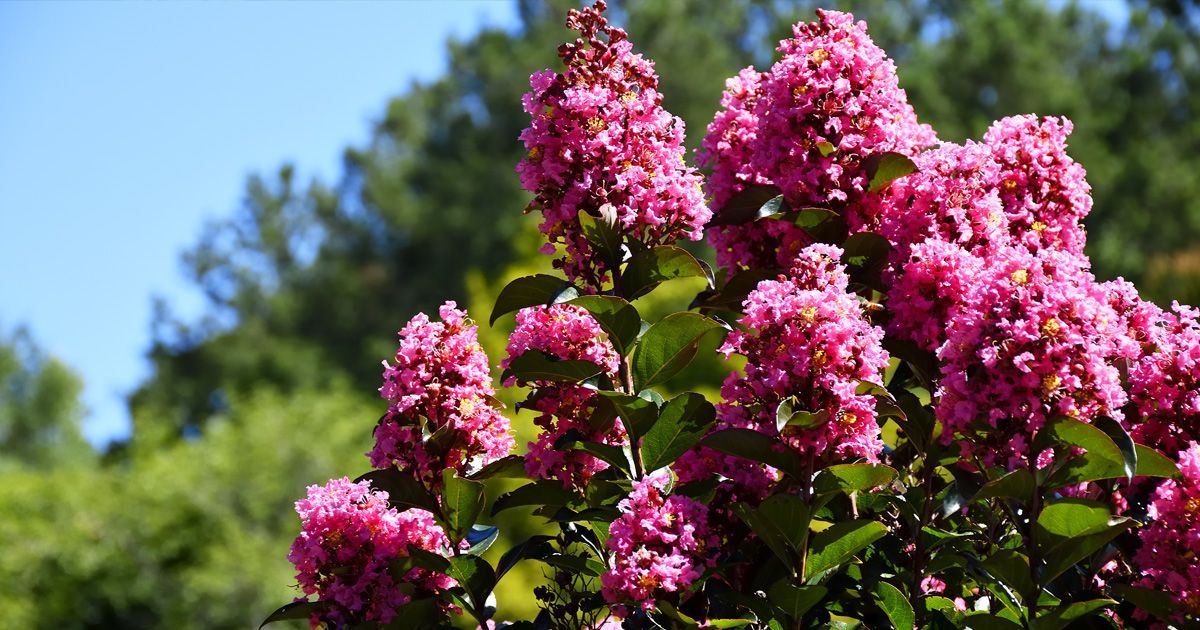 crepe myrtle