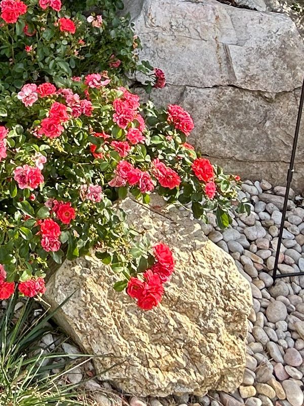 Red roses on a bush beside a large rock and pebble garden wall.