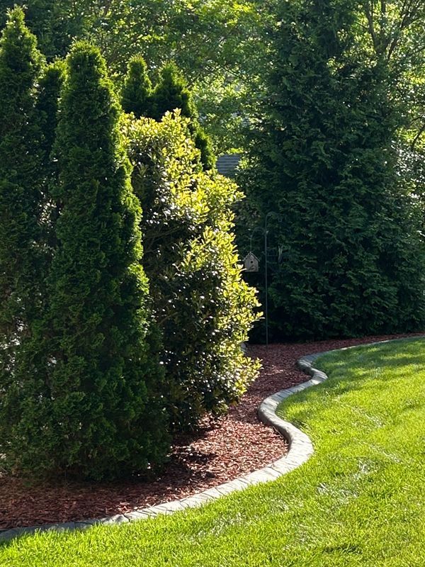 Curved garden bed with tall green shrubs and a white stone edging beside a bright lawn