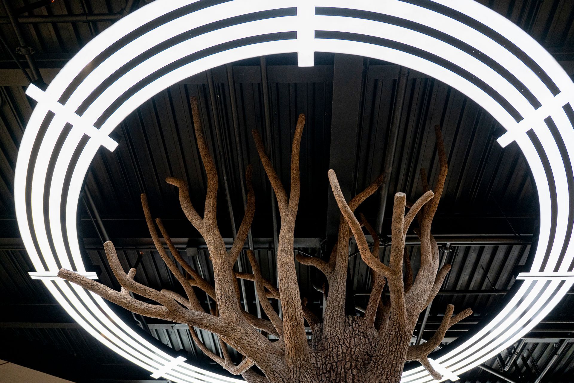 Artificial tree reaching upward, beneath concentric circular lights in a modern setting.