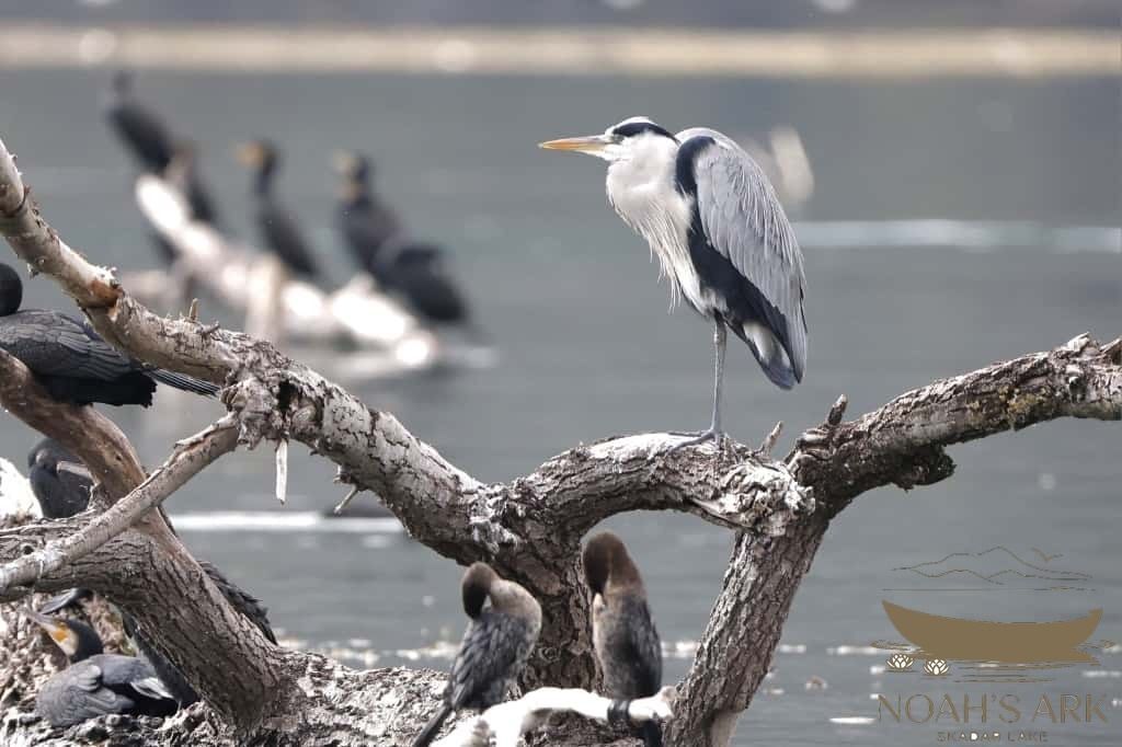 birds